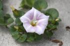 Sea Bindweed by Mick Dryden