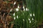 Snowdrop by Andrew Koester