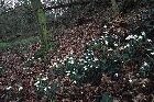 Snowdrops by Richard Perchard