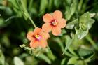 Scarlet Pimpernel by Mick Dryden