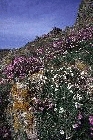 Thrift and Sea Campion by Richard Perchard
