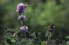 Water Mint by Richard Perchard Water Mint by Richard Perchard
