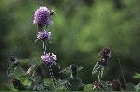 Water Mint by Richard Perchard