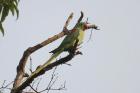 Alexandrine Parakeet by Mick Dryden