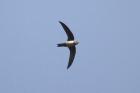 Alpine Swift by Mick Dryden