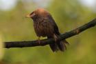 Jungle Babbler by Mick Dryden