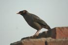 Bank Myna by Tony Paintin