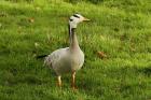 Bar-headed Goose by Mick Dryden