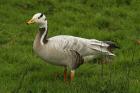 Bar-headed Goose by Mick Dryden