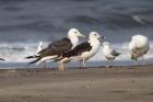 Baltic Gull by Mick Dryden