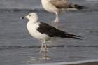 Baltic Gull by Mick Dryden