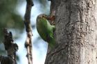 Brown-headed Barbet by Tony Paintin