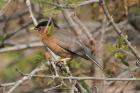 Brahminy Starling by Tony Paintin