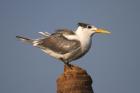 Crested Tern by Mick Dryden