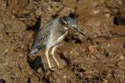 Green Heron by Mick Dryden