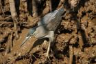 Green Heron by Mick Dryden