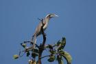 Indian Grey Hornbill by Tony Paintin