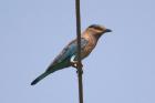 Indian Roller by Mick Dryden