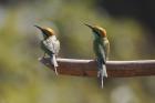 Little Green Bee Eater by Mick Dryden