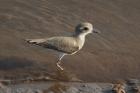 Lesser Sandplover by Mick Dryden