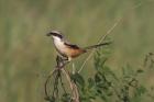 Long-tailed Shrike by Mick Dryden