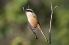 Long-tailed Shrike by Tony Paintin