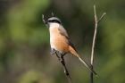 Long-tailed Shrike by Tony Paintin