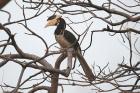 Malabar Pied Hornbill by Tony Paintin