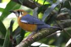 Orange-headed Thrush by Mick Dryden