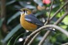 Orange-headed Thrush by Mick Dryden