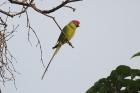 Plum-headed Parakeet by Mick Dryden