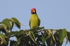 Plum-headed Parakeet by Mick Dryden