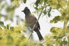 Red-vented Bulbul by Tony Paintin