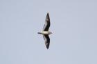 Small Pratincole by Mick Dryden