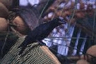 Thick billed Crow by Mick Dryden Thick billed Crow by Mick Dryden