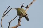 Yellow-footed Green Pigeon by Tony Paintin