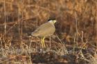 Yellow-wattled Lapwing by Mick Dryden