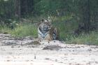 Bengal Tiger by Tony Paintin