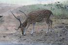 Chital by Tony Paintin