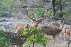 Chital by Tony Paintin