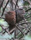 Sri Lankan Frogmouth by Mick Dryden