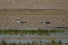 Crab Plovers by Mick Dryden Crab Plovers by Mick Dryden