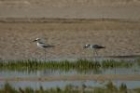 Crab Plovers by Mick Dryden