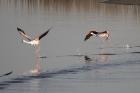 Greater Flamingo by Mick Dryden Greater Flamingo by Mick Dryden