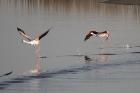 Greater Flamingo by Mick Dryden