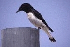 Hume's Wheatear by Mick Dryden Hume's Wheatear by Mick Dryden