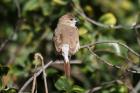 Indian Silverbill by Mick Dryden