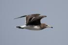 Sooty Gull by Mick Dryden