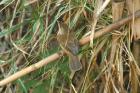 African Reed Warbler by Mick Dryden