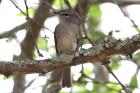 Ashy Flycatcher by Mick Dryden